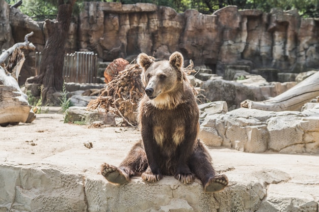 Lindo oso europeo en una piedra esperando comida