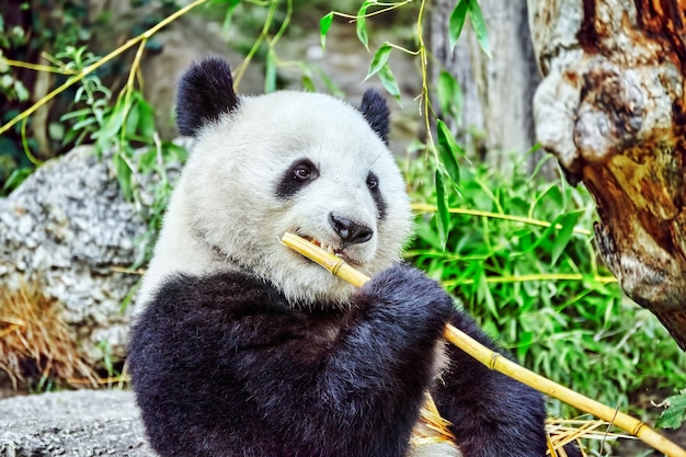 Lindo oso panda mastica activamente un brote de bambú verde.