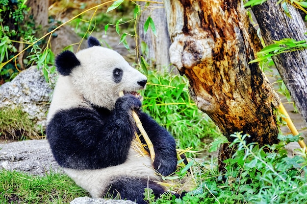 Lindo oso panda mastica activamente un brote de bambú verde.