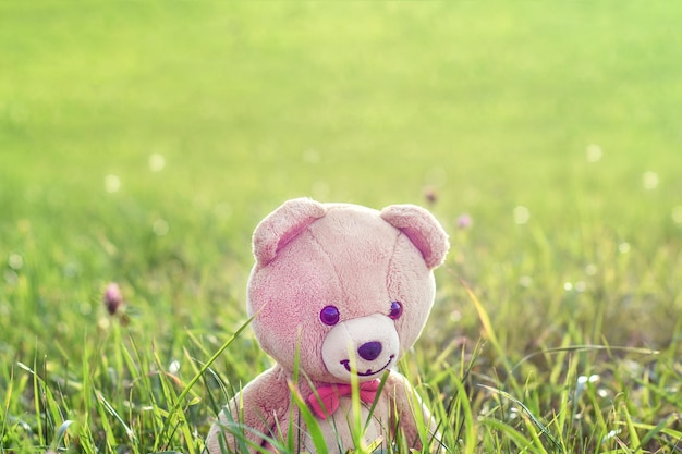 Lindo oso de peluche camina en el fondo del campo con espacio de copia