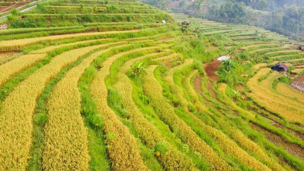 Lindo padrão de terraços de arroz em Bantul Yogyakarta