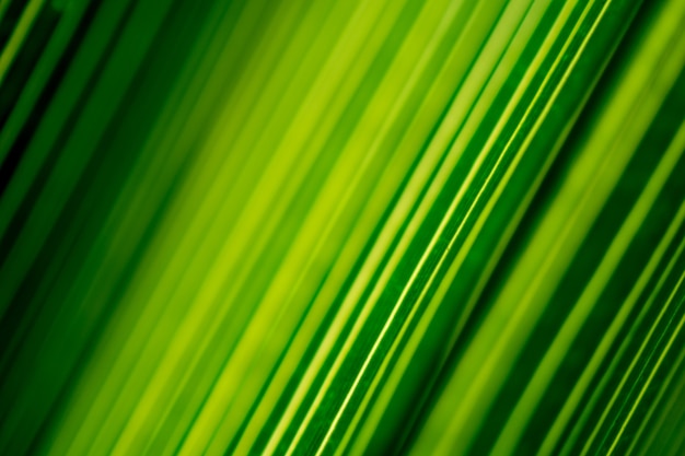 Lindo padrão exótico de folhas de palmeira tropical verde