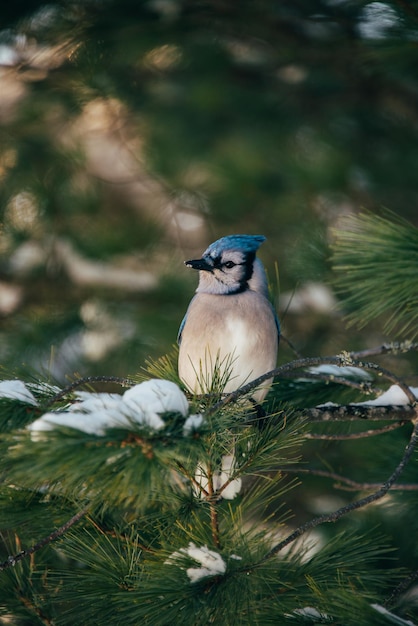 Foto lindo pajarito azul jay posado en una rama de pino cubierto de nieve