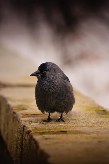 Lindo pajarito grajilla esponjosa sobre una superficie rocosa