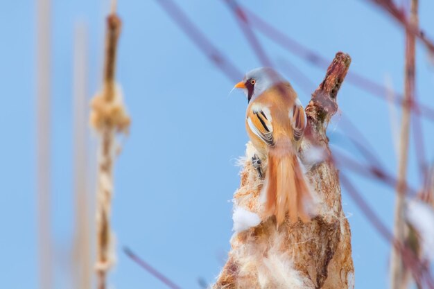 Lindo pajarito, teta barbuda, macho cabrío barbudo (panurus biarmicus)