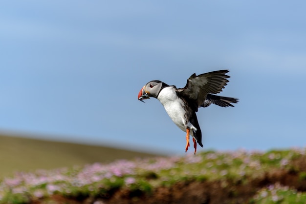 Lindo pájaro frailecillo volando