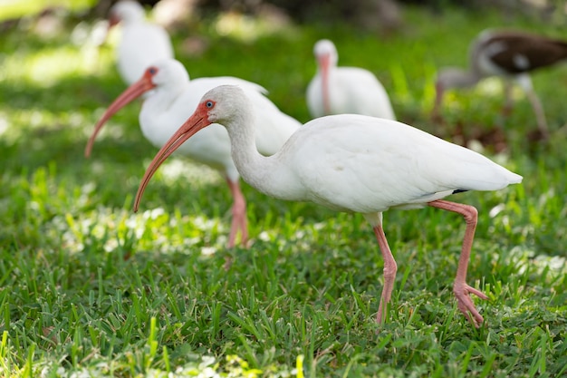 Lindo pájaro ibis en la naturaleza foto de pájaro ibis al aire libre pájaro ibis pájaro ibis en la vida silvestre