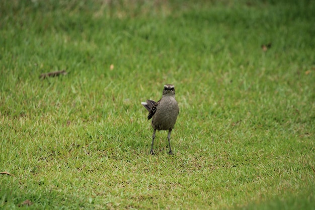 lindo, pájaro, en, pasto o césped