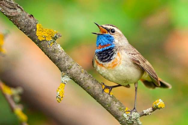 Lindo pájaro pechiazul macho sentado en una rama con fondo borroso