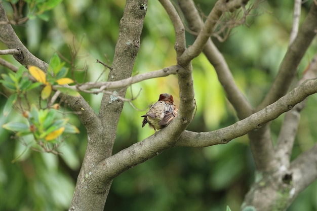 Lindo pájaro en rama