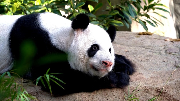 El lindo panda descansó