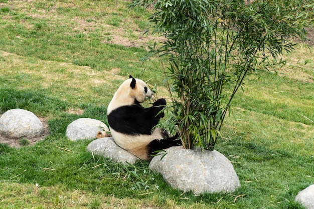 Lindo panda está comiendo bambú