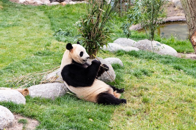 Lindo panda está comiendo bambú