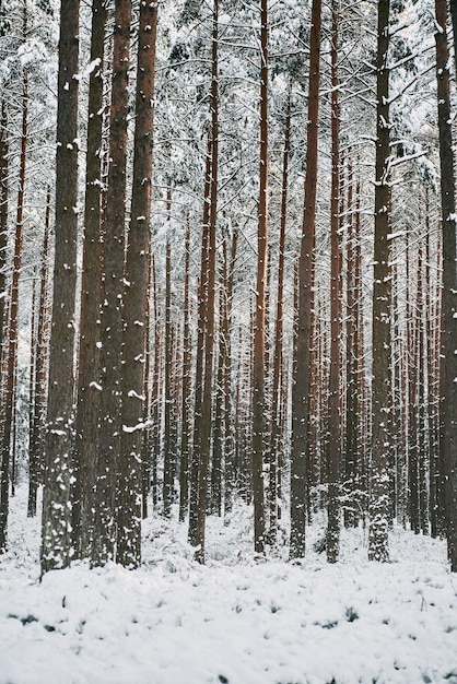 Lindo panorama de inverno A paisagem dos pinheiros é coberta por uma neve fresca Pinheiros cobertos de neve na noite gelada