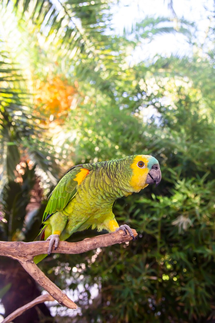 Foto lindo papagaio verde da amazônia entre ramos verdes de palmeiras