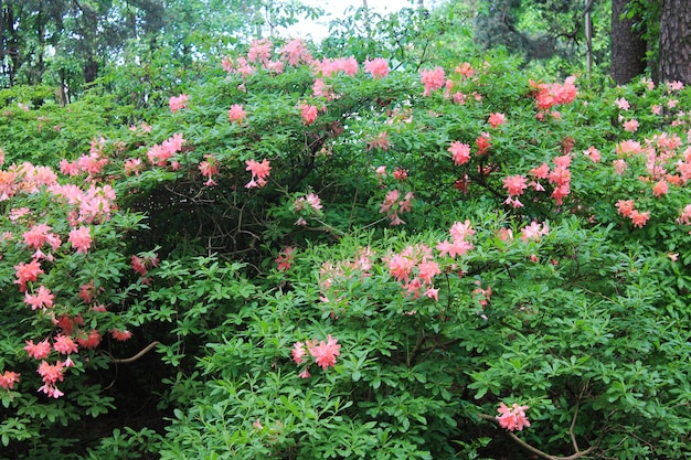 Lindo papel de parede com um lindo arbusto de rhodendron rosa