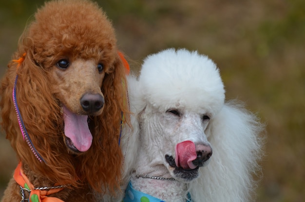 Lindo par de poodles padrão com as línguas de fora.