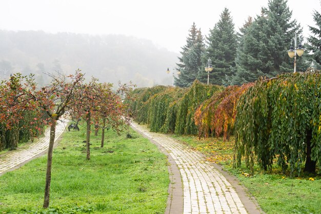 lindo parque de outono com nevoeiro