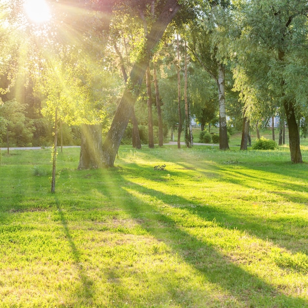 Lindo parque ensolarado com feixes de luz na grama verde