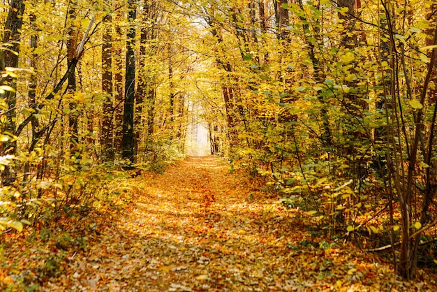 Foto lindo parque florestal de outono no outono