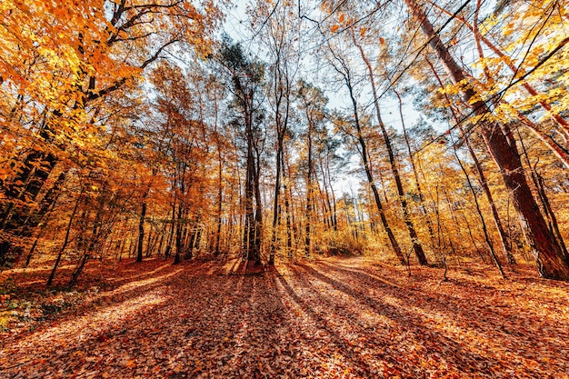 Foto lindo parque florestal de outono no outono