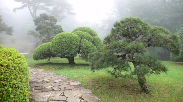 Lindo parque japonês enevoado no verão