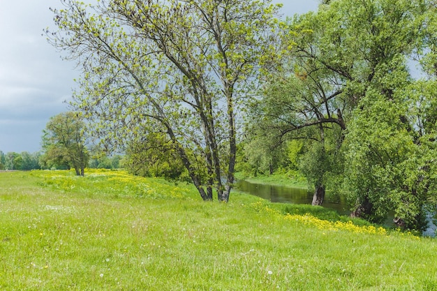 lindo parque verde