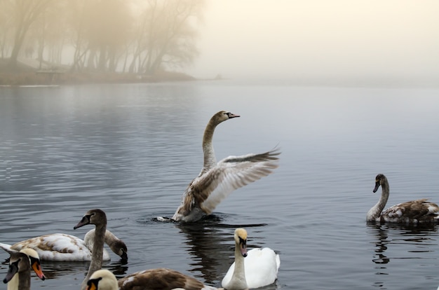 Lindo pássaro branco e elegante de cisnes em um rio nebuloso de inverno