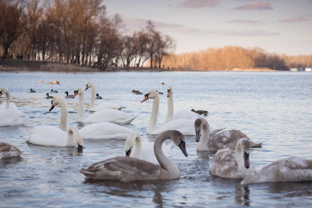 Lindo pássaro branco e elegante de cisnes em um rio nebuloso de inverno