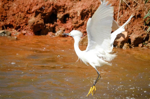 Lindo pássaro caçando peixes na lagoa