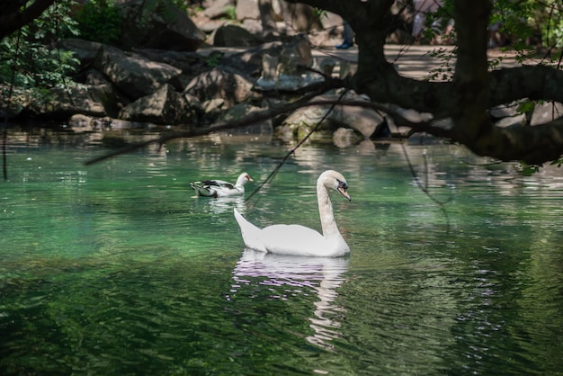 Lindo pássaro cisne flutua na lagoa ou lago da floresta.