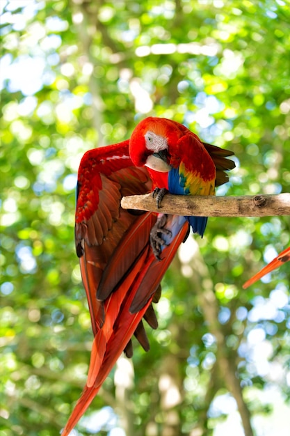 Lindo pássaro engraçado engraçado de papagaio de penas vermelhas ao ar livre em fundo verde natural