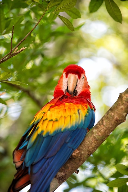 Lindo pássaro engraçado engraçado de papagaio de penas vermelhas ao ar livre em fundo verde natural