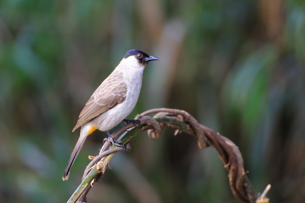 Lindo pássaro no galho Bulbul Pycnonotus aurigaster