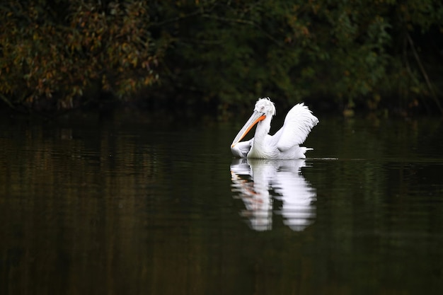 Lindo pássaro pelicano no lago escuro