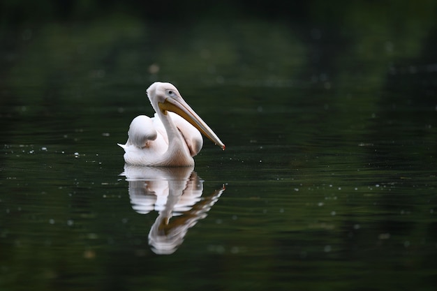 Lindo pássaro pelicano no lago escuro