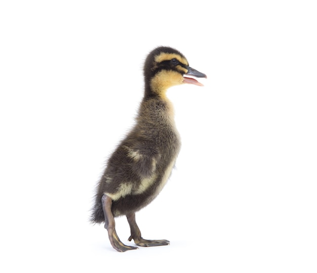 Lindo patinho fofo recém-nascido Um jovem pato isolado em um fundo branco