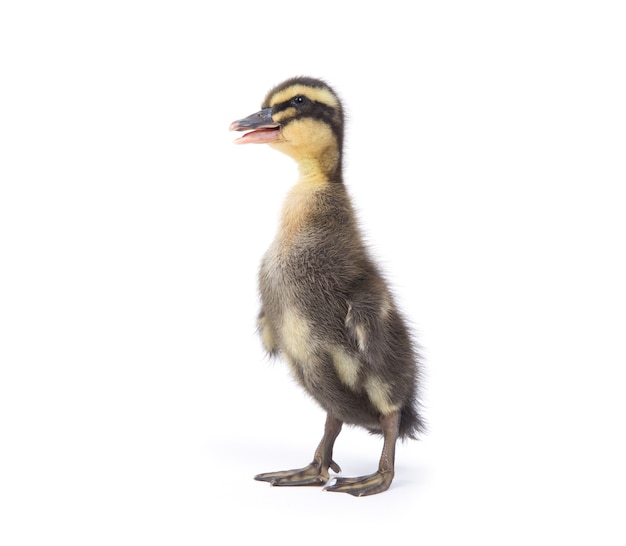 Lindo patinho fofo recém-nascido. Um jovem pato isolado no branco