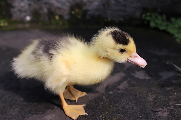 Lindo patito lindo bebé pato