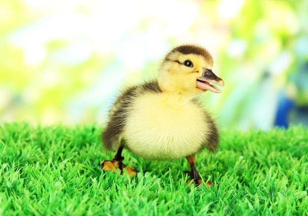 Lindo patito sobre hierba verde sobre fondo brillante