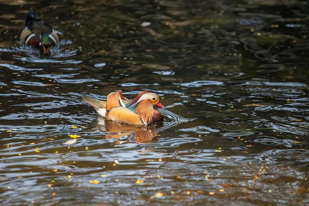 Lindo pato macho mandarin duck aix galericulata em bali bird park indonésia