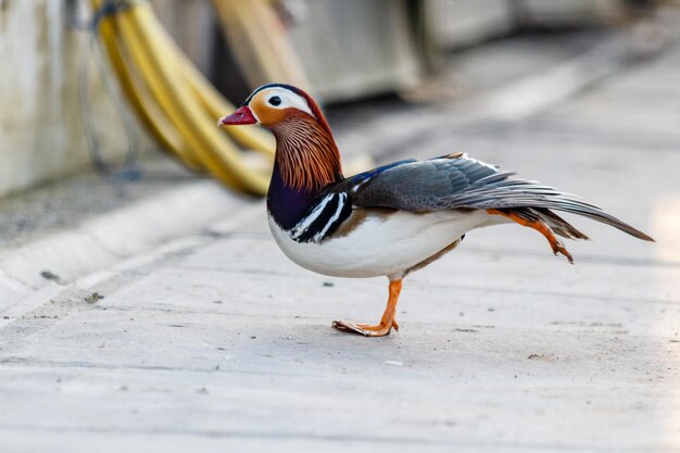 Lindo pato mandarim em um parque