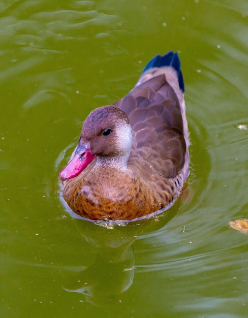 Foto lindo pato marrom no lago do parque