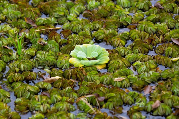 Lindo pato marrom no lago do parque