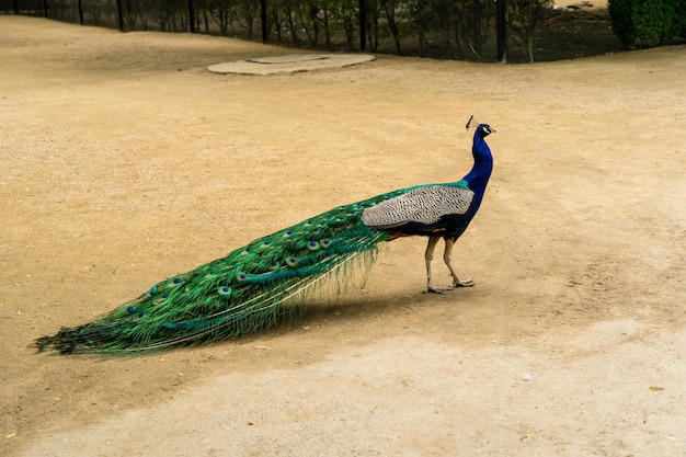 Lindo pavão macho no zoológico nacional