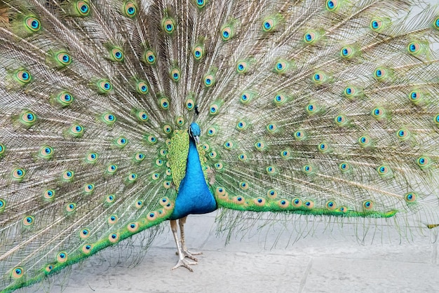 Lindo pavão mostra suas penas em plena exibição