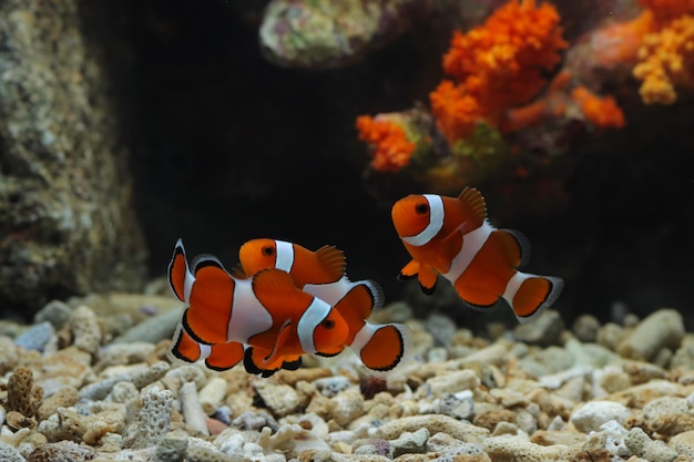 lindo peixe anêmona no tanque