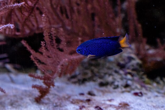 Lindo peixe Chrysiptera Parasema