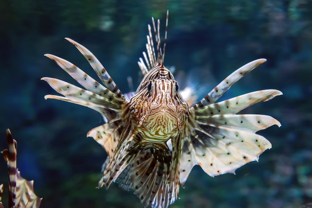 Lindo peixe-leão pairando no meio da água, caçando pequenas presas na água azul