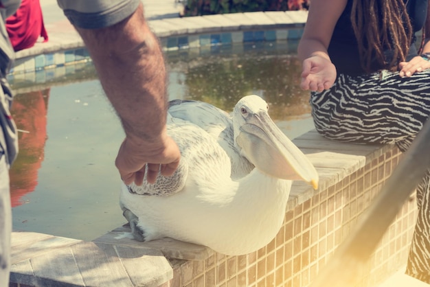 Lindo pelicano branco em um fundo de fonte com mãos humanas ao nascer do sol